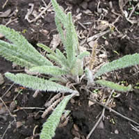 Achillea millefolium